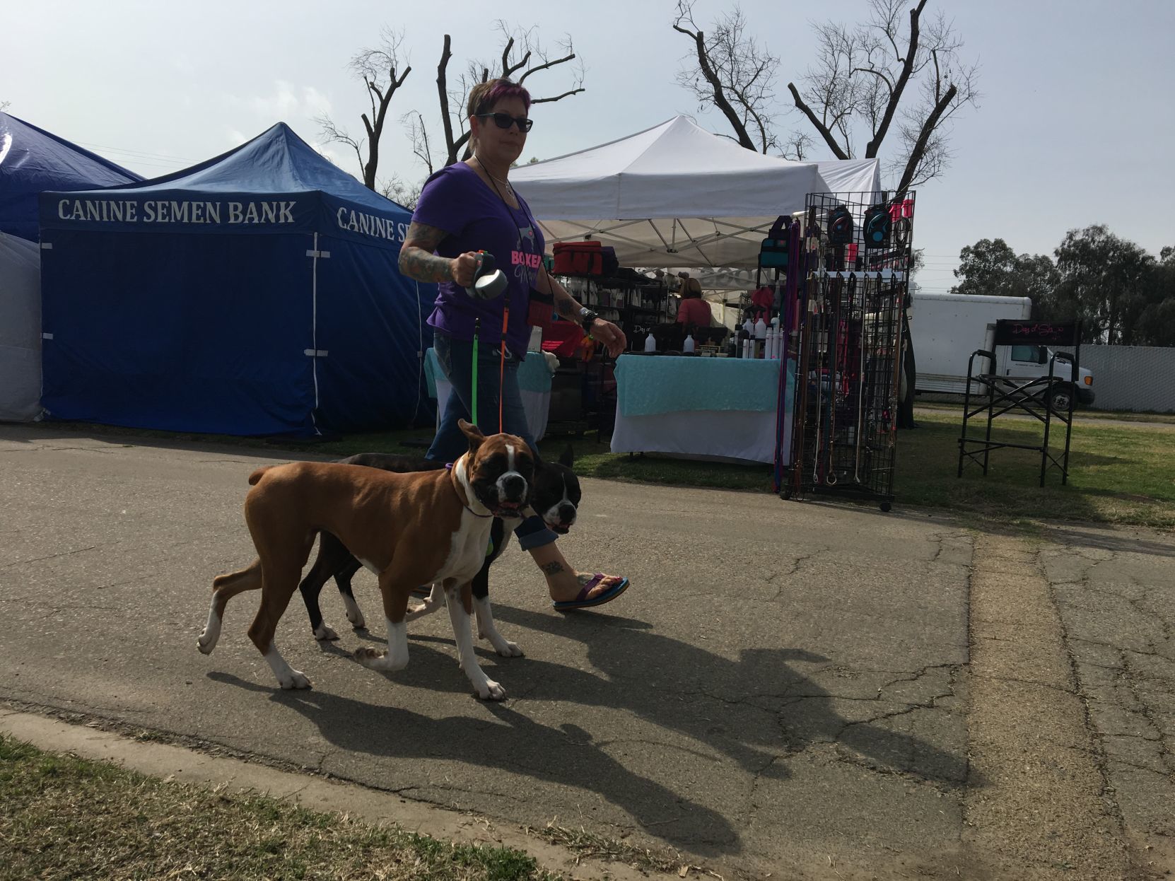 Dog Show - Boxers